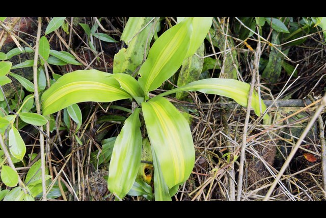 Hibiscus Dr, Pahoa, HI 96778