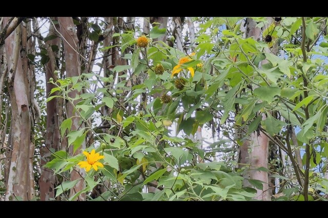Hibiscus Dr, Pahoa, HI 96778