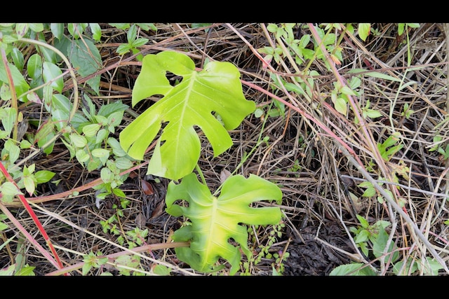 Hibiscus Dr, Pahoa, HI 96778