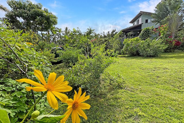 12-7003 Kaihulali St, Pahoa, HI 96778 - view of grassy yard