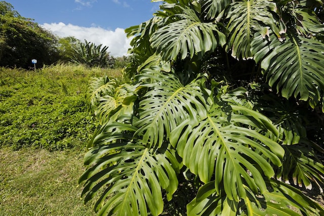 15-2770 Popaa St, Pahoa, HI 96778