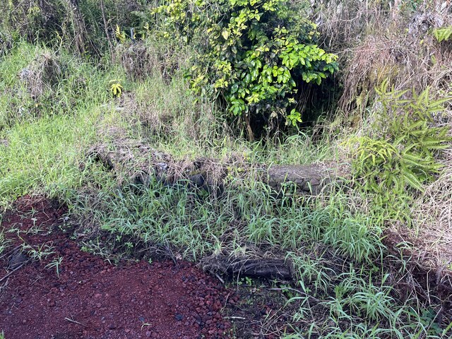 16-2064 Azure Dr, Pahoa, HI 96778 - view of undeveloped land