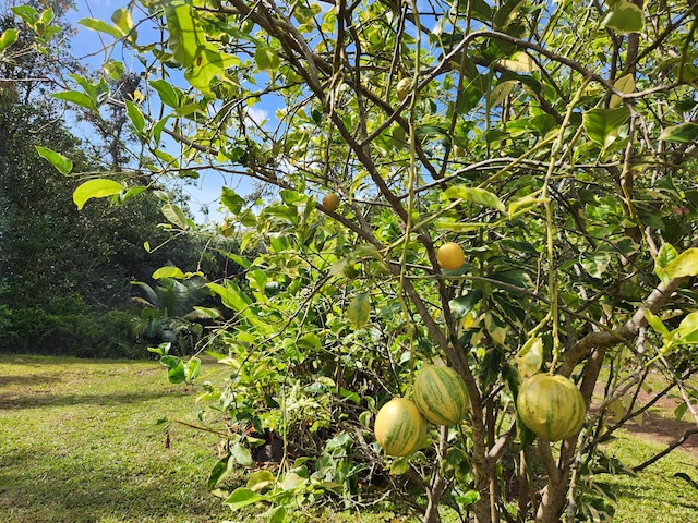 14-4796 Sadilek Rd, Pahoa, HI 96778 - photo 21
