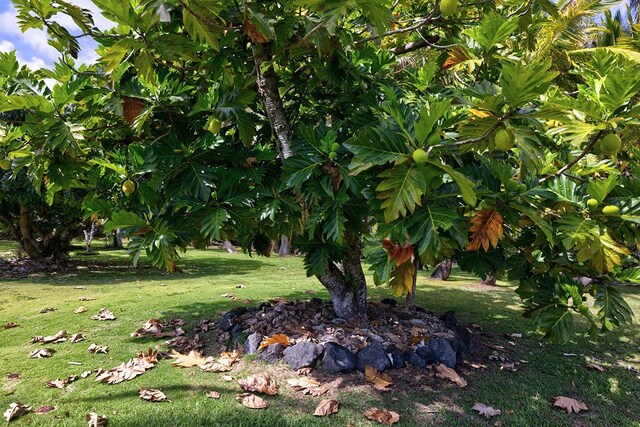 13-125 Nalu Pl, Pahoa, HI 96778 - view of grassy yard