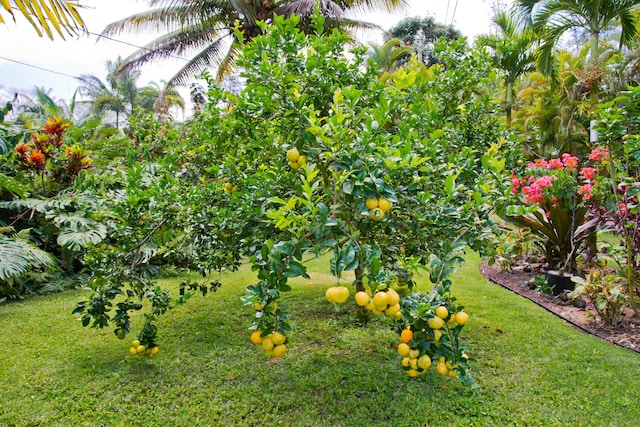15-2021 11th Ave, Keaau, HI 96749 - view of green lawn