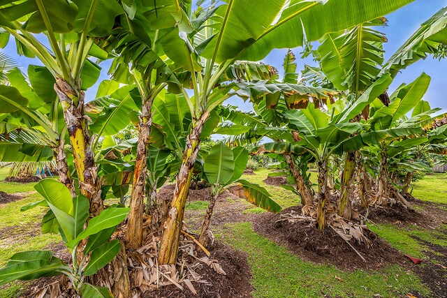 Mapuana Ave, Pahoa, HI 96778