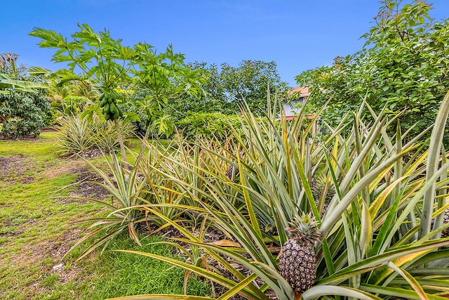 Mapuana Ave, Pahoa, HI 96778