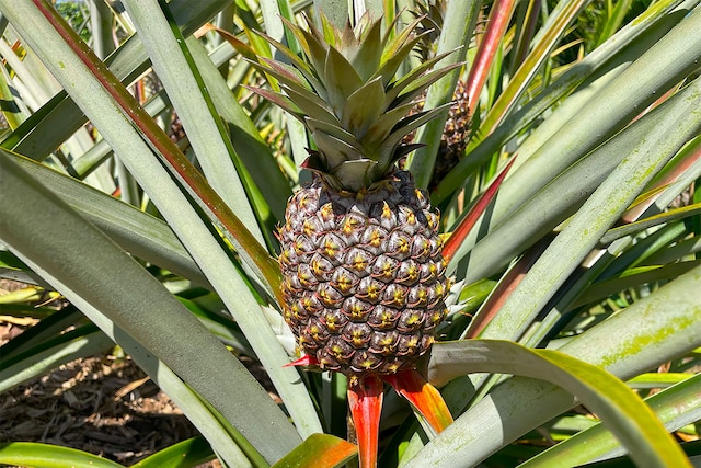 Mapuana Ave, Pahoa, HI 96778