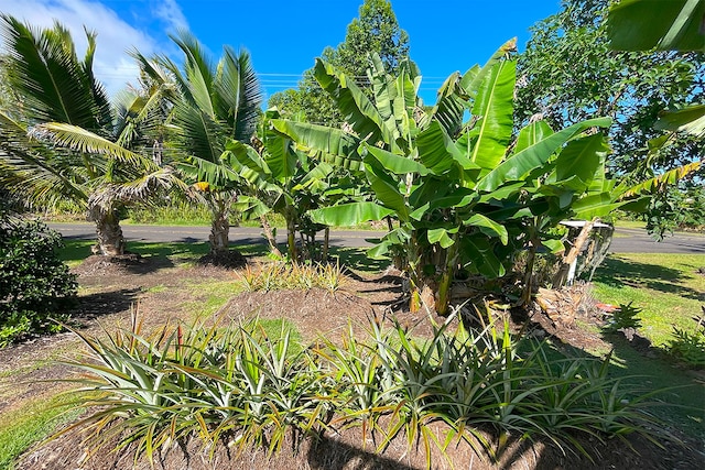 Mapuana Ave, Pahoa, HI 96778