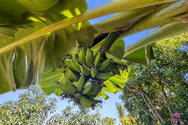 Mapuana Ave, Pahoa, HI 96778