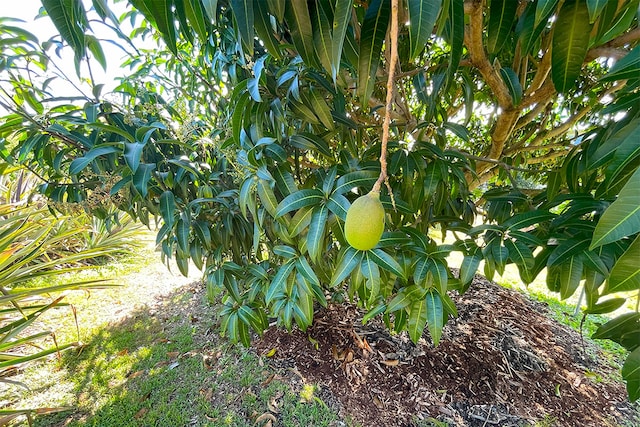 Mapuana Ave, Pahoa, HI 96778