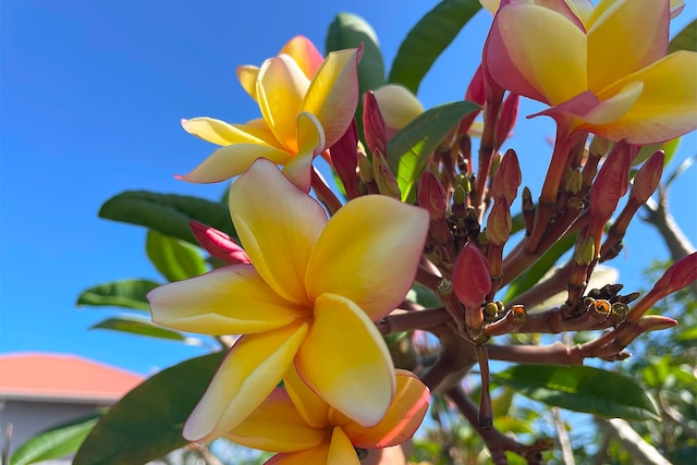 Mapuana Ave, Pahoa, HI 96778