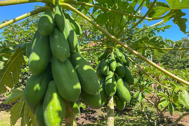 Mapuana Ave, Pahoa, HI 96778