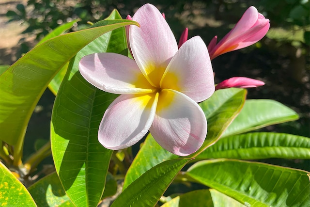 Mapuana Ave, Pahoa, HI 96778