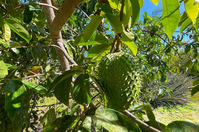 Mapuana Ave, Pahoa, HI 96778