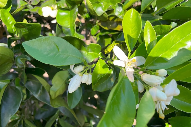 Mapuana Ave, Pahoa, HI 96778