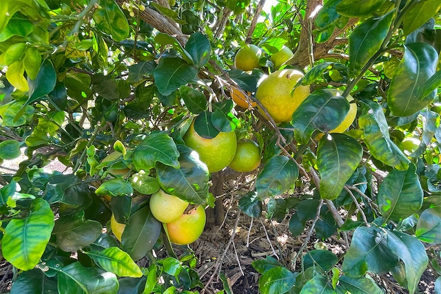Mapuana Ave, Pahoa, HI 96778