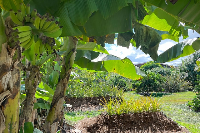 Mapuana Ave, Pahoa, HI 96778