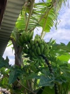 95-5565 Nahele St, Naalehu, HI 96772 - photo 18