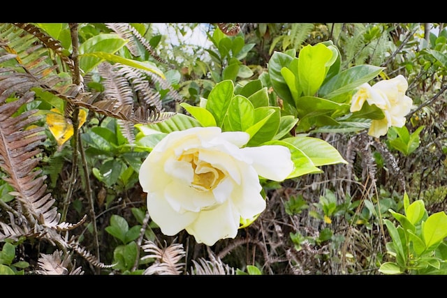Pikake St, Mountain View, HI 96771