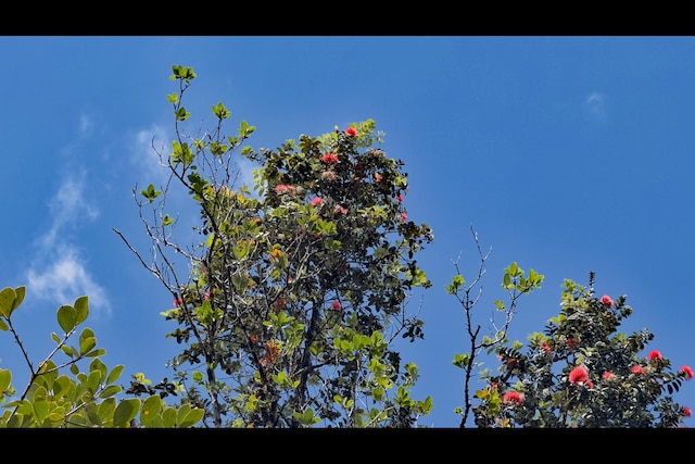Pikake St, Mountain View, HI 96771