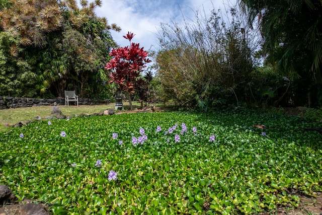 44-2325 Middle Rd, Honokaa, HI 96727 - view of yard