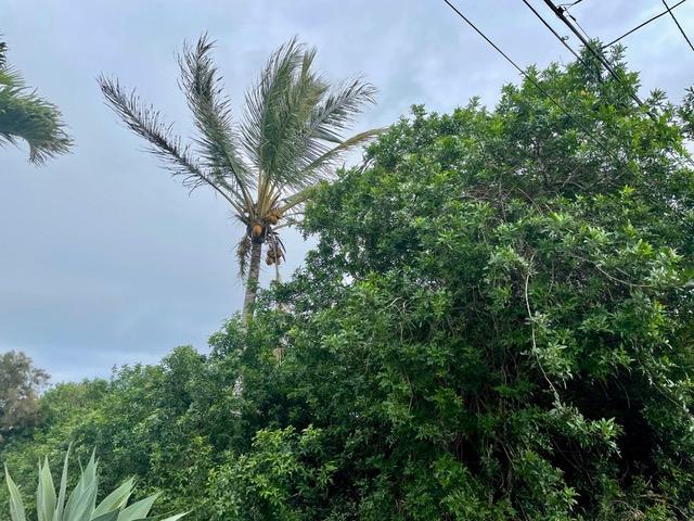 Haehae St, Naalehu, HI 96772