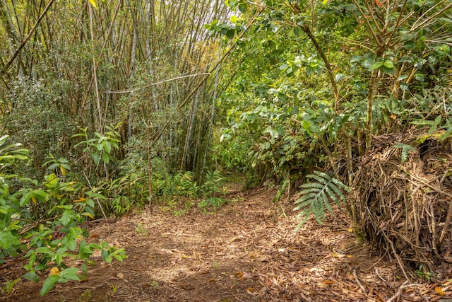 44-3275 Hoo Kahua Rd, Honokaa, HI 96727 - view of local wilderness