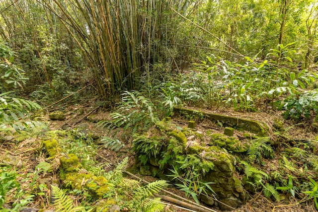 44-3275 Hoo Kahua Rd, Honokaa, HI 96727 - view of local wilderness