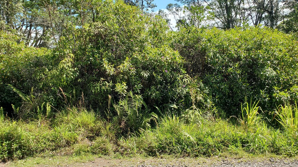 37th Ave, Kurtistown, HI 96760 - photo 3