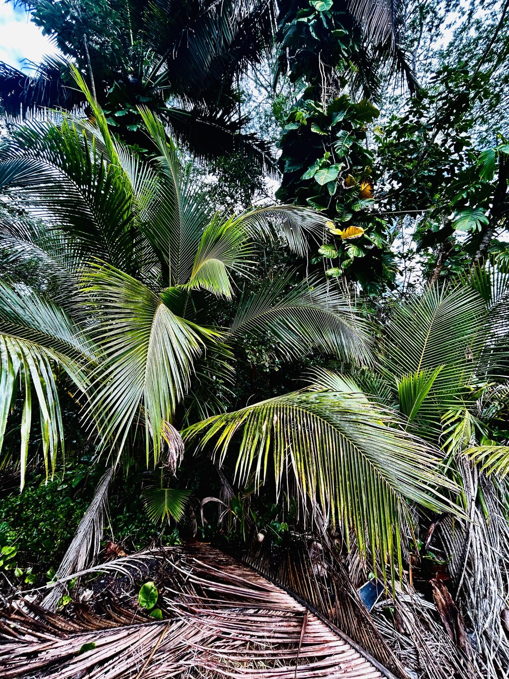 15-740 Kahakai Blvd, Pahoa, HI 96778