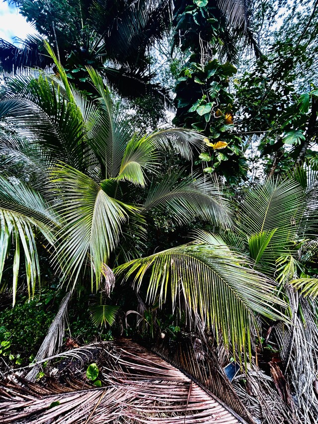 15-740 Kahakai Blvd, Pahoa, HI 96778