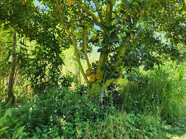 15-2687 Kaku St, Pahoa, HI 96778 - view of nature