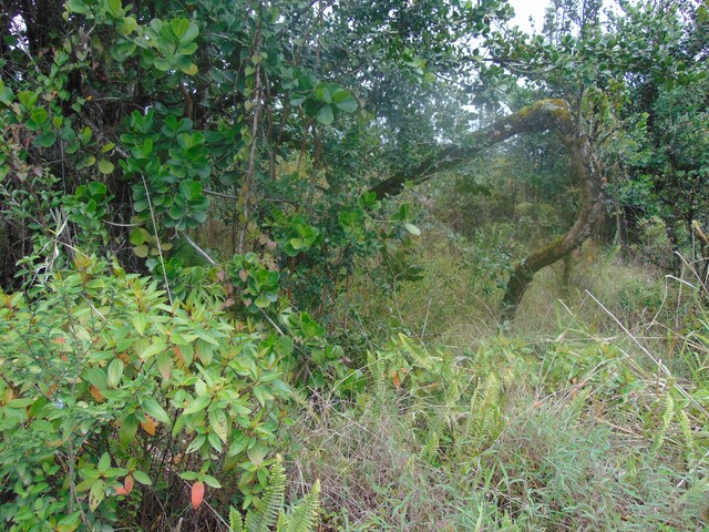16-1947 37th Ave, Kurtistown, HI 96760 - photo 1