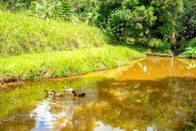 Olohena Rd Unit 3, Kapaa, HI 96746 - photo 4