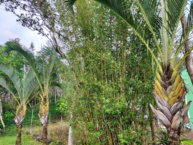 14-3431 Seadrift Rd, Pahoa, HI 96778 - view of nature
