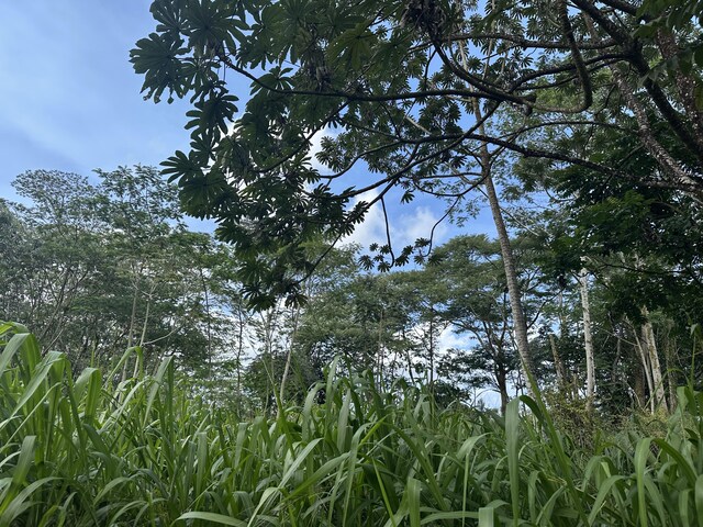 Tiki Rd, Keaau, HI 96749