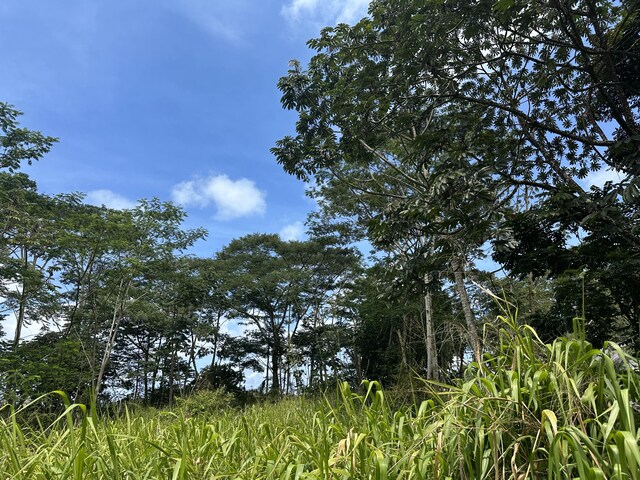 Tiki Rd, Keaau, HI 96749
