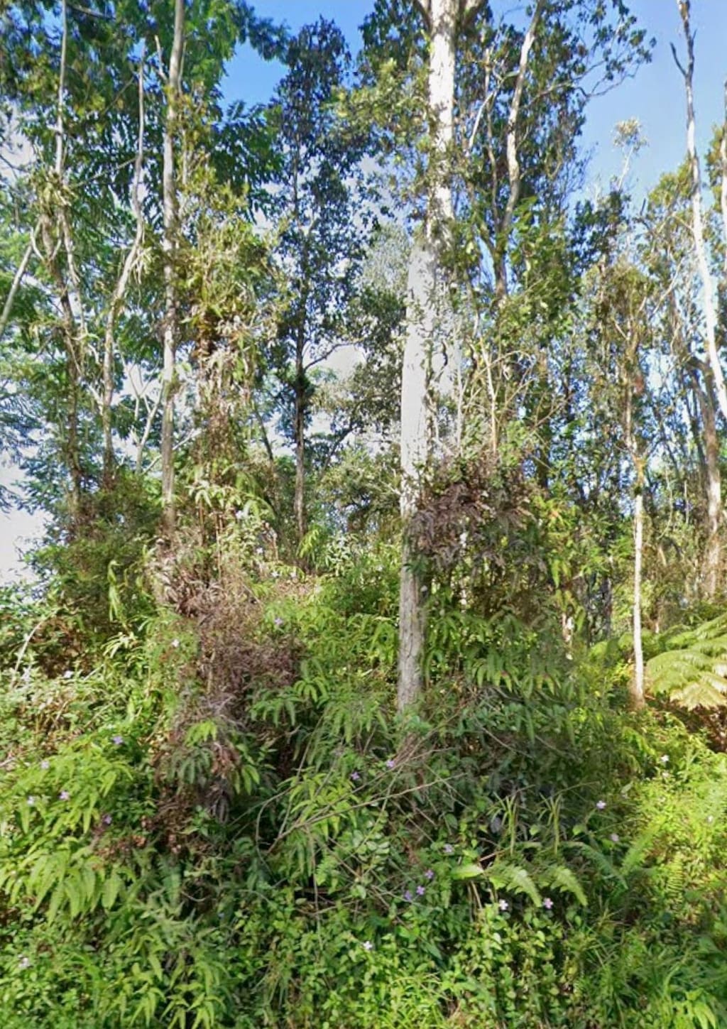 Kupono St, Pahoa, HI 96778