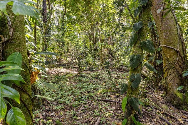 Government Beach Rd Lot 81, Pahoa, HI 96778 - photo 9