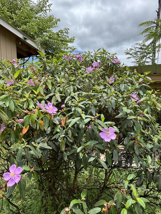 16-2157 Emerald Dr, Pahoa, HI 96778 - exterior view