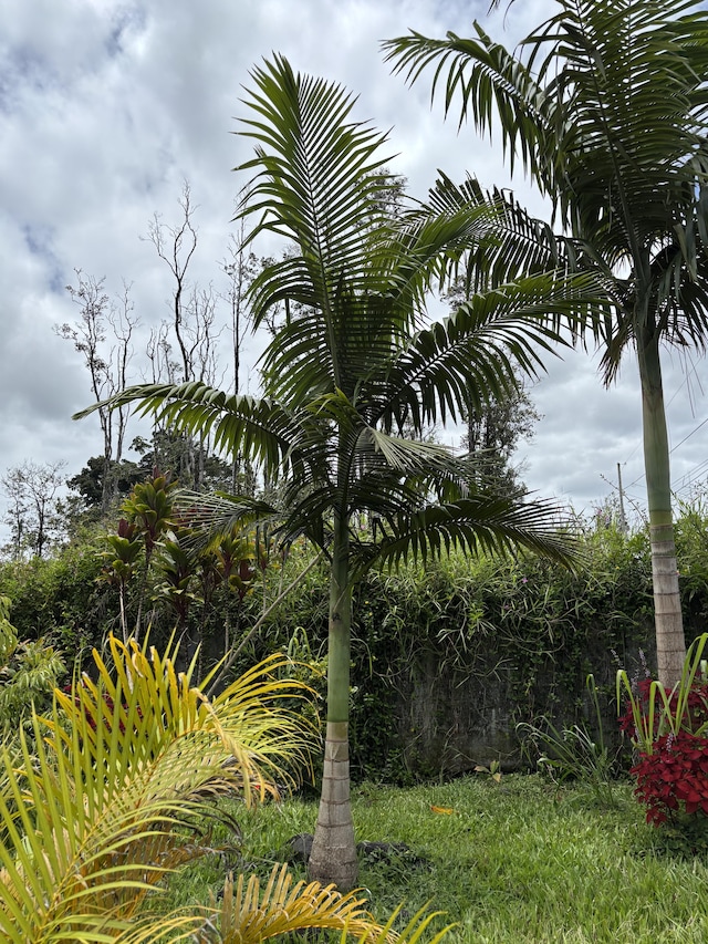 16-2157 Emerald Dr, Pahoa, HI 96778 - view of yard