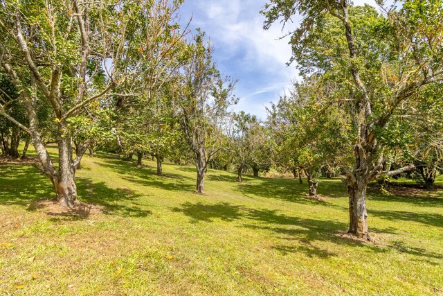 44-3200 Kula Kahiko Rd, Honokaa, HI 96727 - photo 30