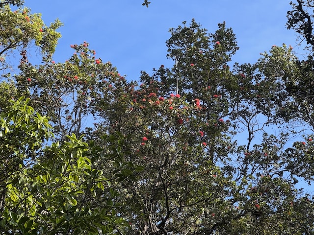 73-5120 Uhiwai Pl, Kailua-Kona, HI 96740 - photo 25