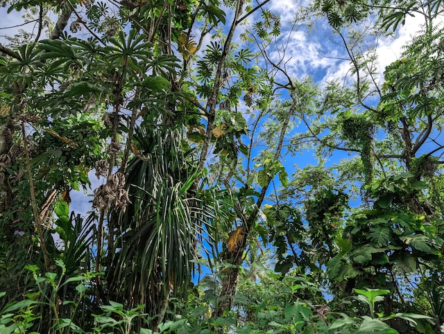 15-2793 Papai St, Pahoa, HI 96778