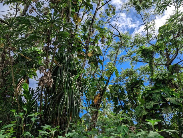 15-2791 Papai St, Pahoa, HI 96778
