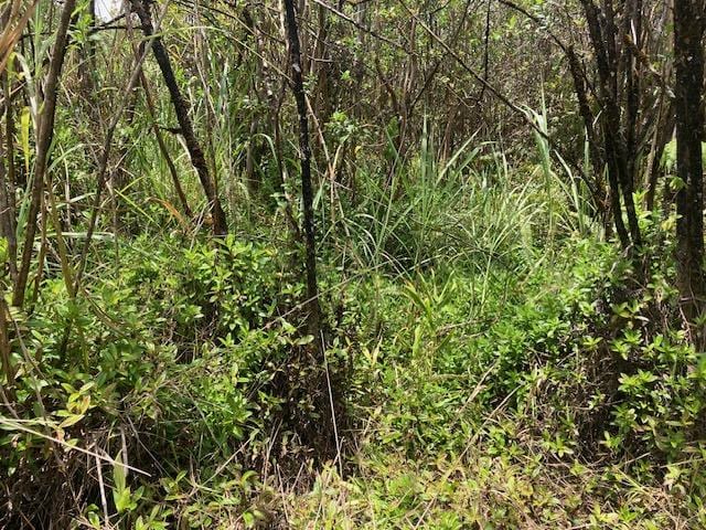 Moho Rd, Mountain View, HI 96760