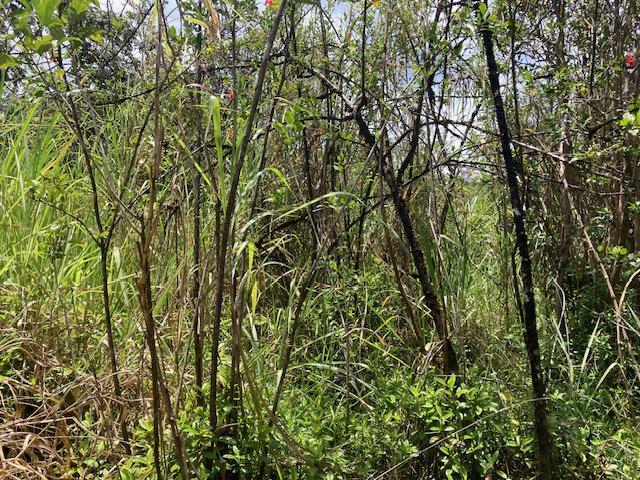 Moho Rd, Mountain View, HI 96760