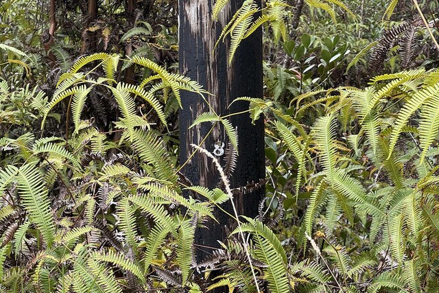 Lelehuna Rd, Volcano, HI 96785 - photo 5