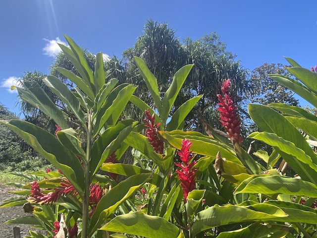 16-1657 34th Ave, Keaau, HI 96760 - exterior view